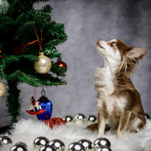 Weihnachtliche Hundefotografie